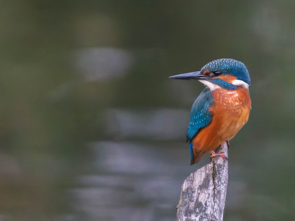 Clun Kingfisher