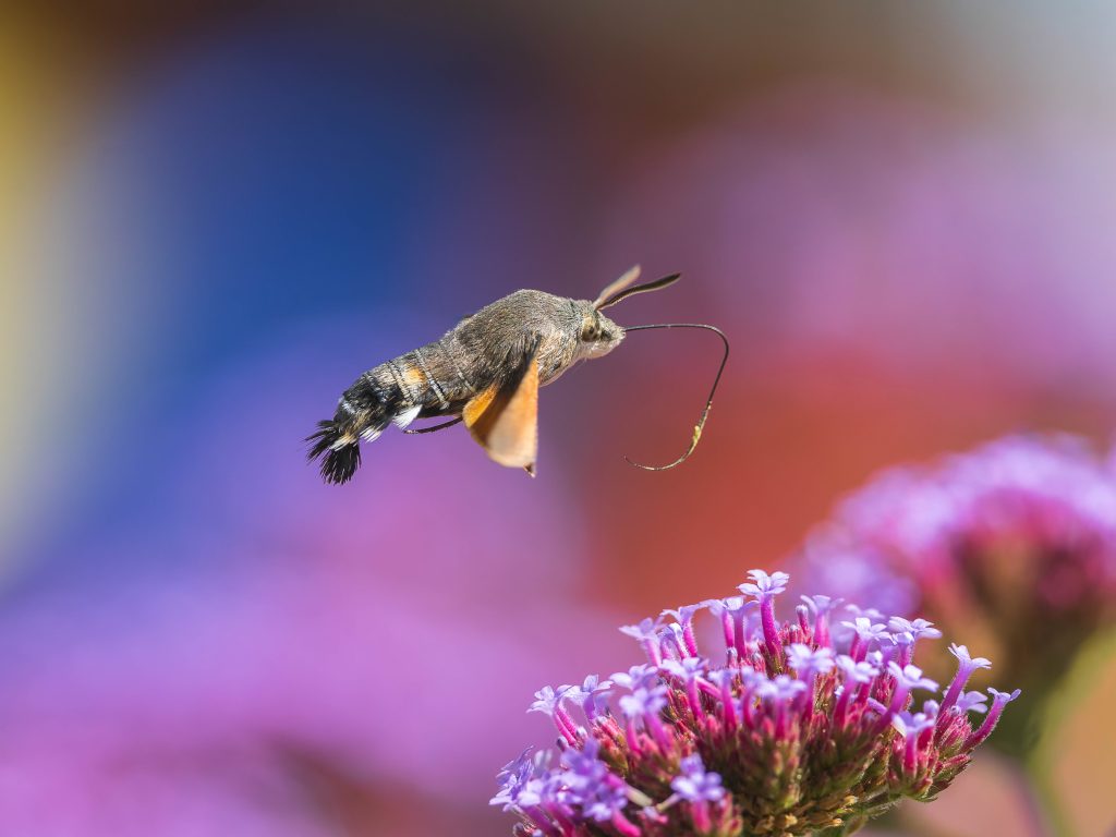 Hummingbird Hawkmoth