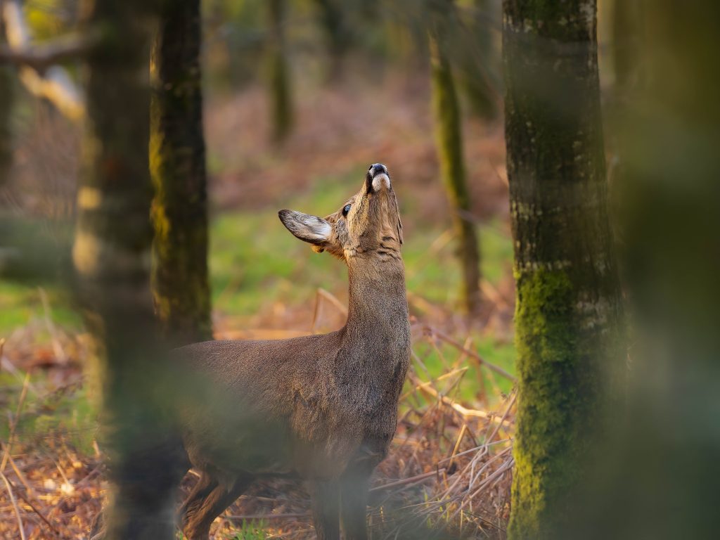 Roe Deer