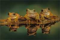 C Friends by Phil Green
