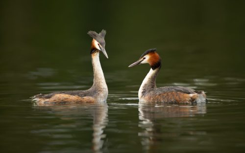 C Great Crested Grebes by Mike Warrender