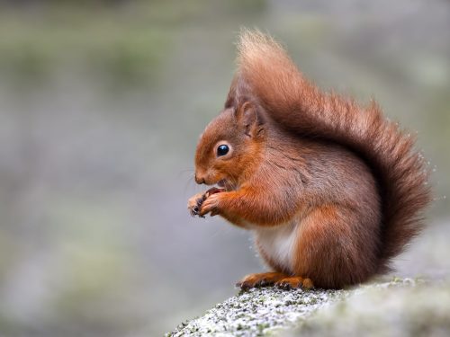 5th Place Red Squirrel in the Snow by Mike Warrender