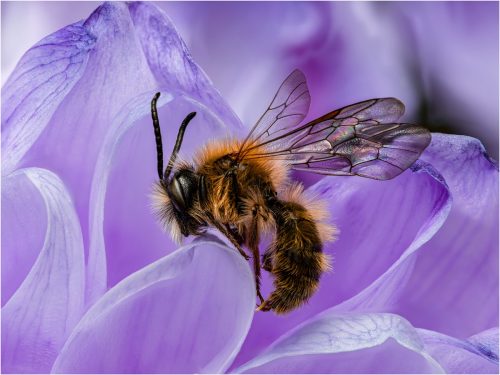 HC Western Honey Bee by Ian Rowley