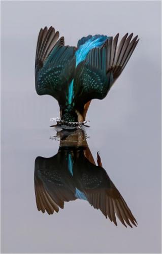2nd Place Advanced Kingfisher Head First by Alan Gripton