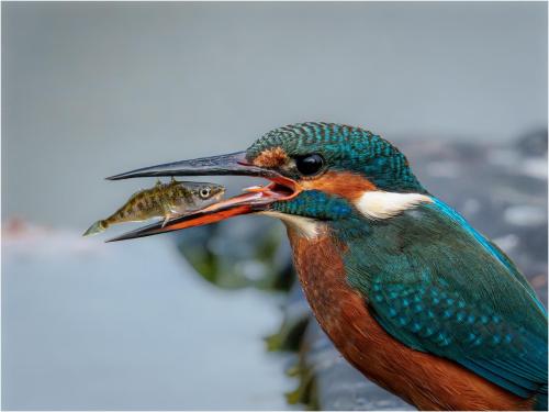 3rd Place Intermediate Female Kingfisher with Stickleback by Ian Rowley