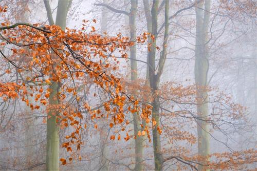 Last Days of Autumn by Chris Lewis