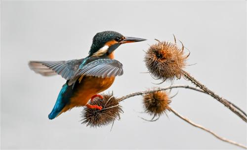 HC Kingfisher Advanced by Alan Gripton