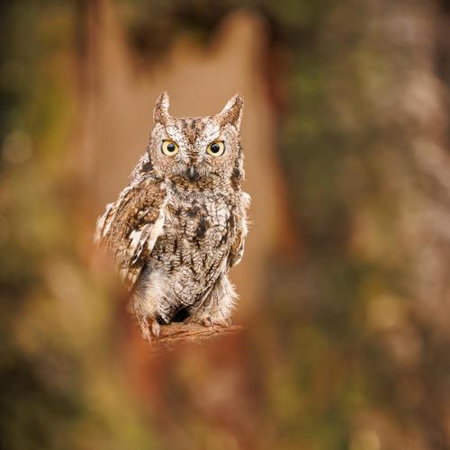 C Advanced Eastern Screech Owl by Mike Warrender