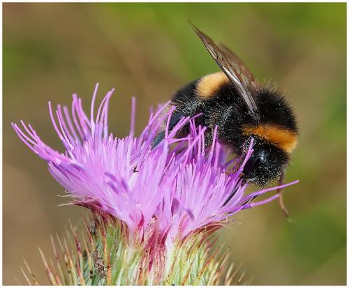 4th Place Intermediate Buff-Tailed Bumblebee on Thistle by John Ridgway