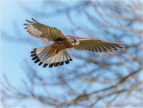 C Intermediate Male Kestrel by Ian Rowley