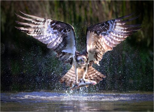2nd Place Advanced Osprey With Trout by Howard Broadbent