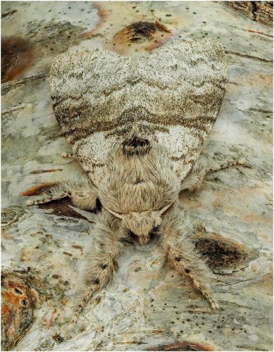 3rd Place Intermediate Pale Tussock Moth on Silver Birch by John Ridgway