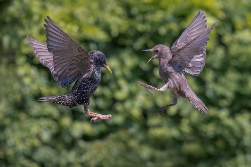 6th Place Advanced Starling Dispute by Norman O'Neill