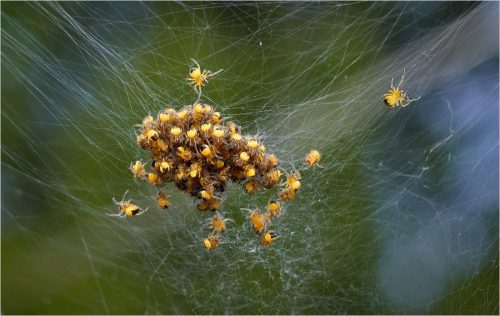1st Place Advanced Spiderlings Ready to Disperse by Bill Spencer