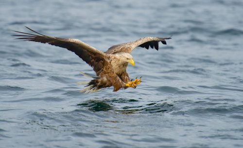 HC Advanced White-Tailed Sea Eagle by Mike Warrender