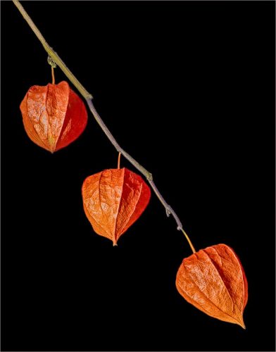 HC Advanced Physalis by Phil Green