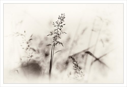 C Advanced - Nature's Elegance by Chris Lewis