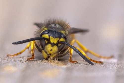 Common Wasp Harvesting Wood by Norman O'Neill