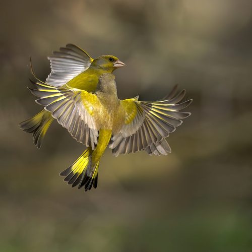 Greenfinch Squabble by Norman O'Neill