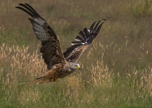 Red Kite in Flight by Norman O'Neill