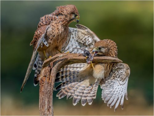 The Take, Two Kestrels Fighting by Ian Rowley