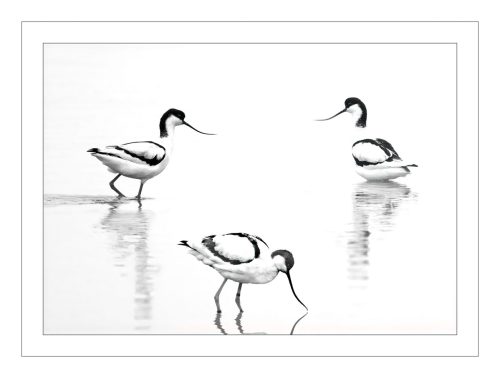 1st Place Advanced , Avocets by Howard Broadbent