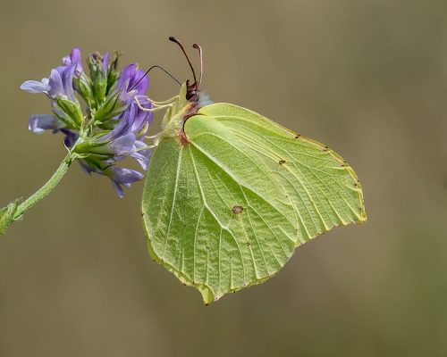4th Place Advanced, Brimstone Seeking Nectar by Norman O'Neill